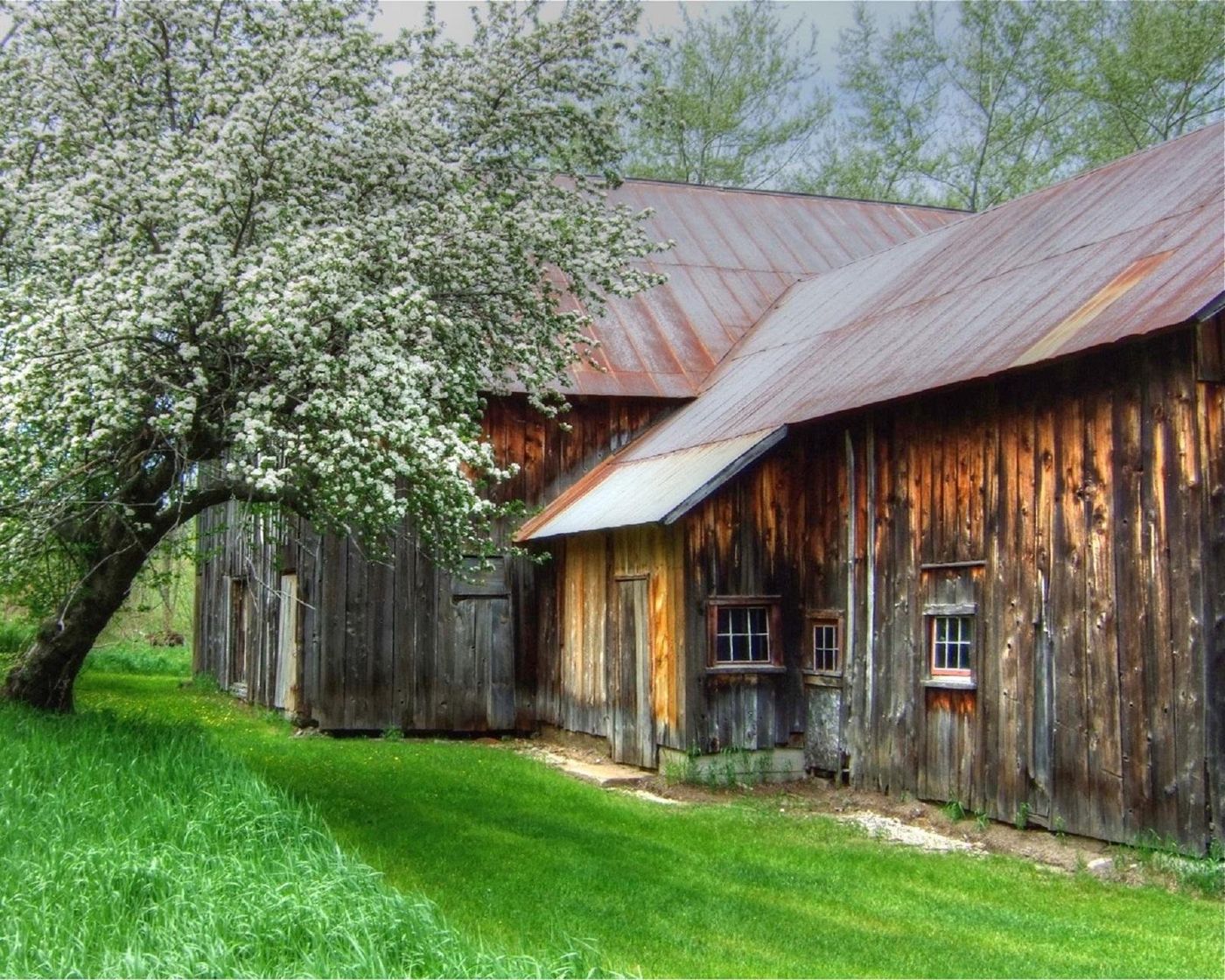 A tree in white blossom beside a wooden barn at Sleeping Bear Dunes National Lakeshore.